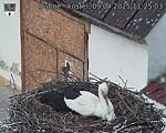 Capi_Dubne_20250409_112503.jpg