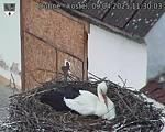 Capi_Dubne_20250409_113003.jpg