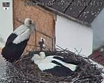 Capi_Dubne_20250409_114003.jpg
