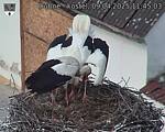 Capi_Dubne_20250409_114503.jpg