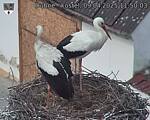 Capi_Dubne_20250409_115003.jpg