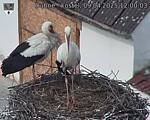 Capi_Dubne_20250409_120003.jpg