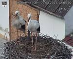 Capi_Dubne_20250409_120502.jpg
