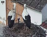 Capi_Dubne_20250409_121003.jpg