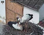 Capi_Dubne_20250409_121502.jpg