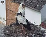Capi_Dubne_20250409_122003.jpg