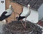 Capi_Dubne_20250409_122503.jpg