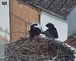 Capi_Dubne_20250409_123003.jpg