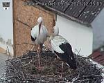 Capi_Dubne_20250409_123503.jpg