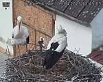 Capi_Dubne_20250409_124503.jpg