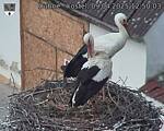 Capi_Dubne_20250409_125003.jpg