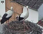 Capi_Dubne_20250409_130003.jpg