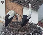 Capi_Dubne_20250409_130503.jpg
