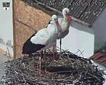 Capi_Dubne_20250409_132502.jpg
