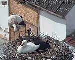 Capi_Dubne_20250409_140002.jpg