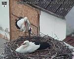 Capi_Dubne_20250409_140503.jpg