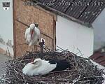 Capi_Dubne_20250409_141002.jpg