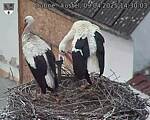 Capi_Dubne_20250409_143003.jpg