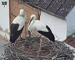 Capi_Dubne_20250409_143503.jpg