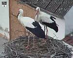 Capi_Dubne_20250409_144003.jpg