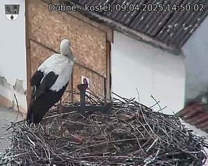 Capi_Dubne_20250409_145002.jpg (1350 x 1080)