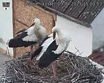 Capi_Dubne_20250409_150003.jpg
