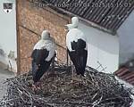 Capi_Dubne_20250409_151503.jpg