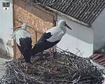Capi_Dubne_20250409_152003.jpg