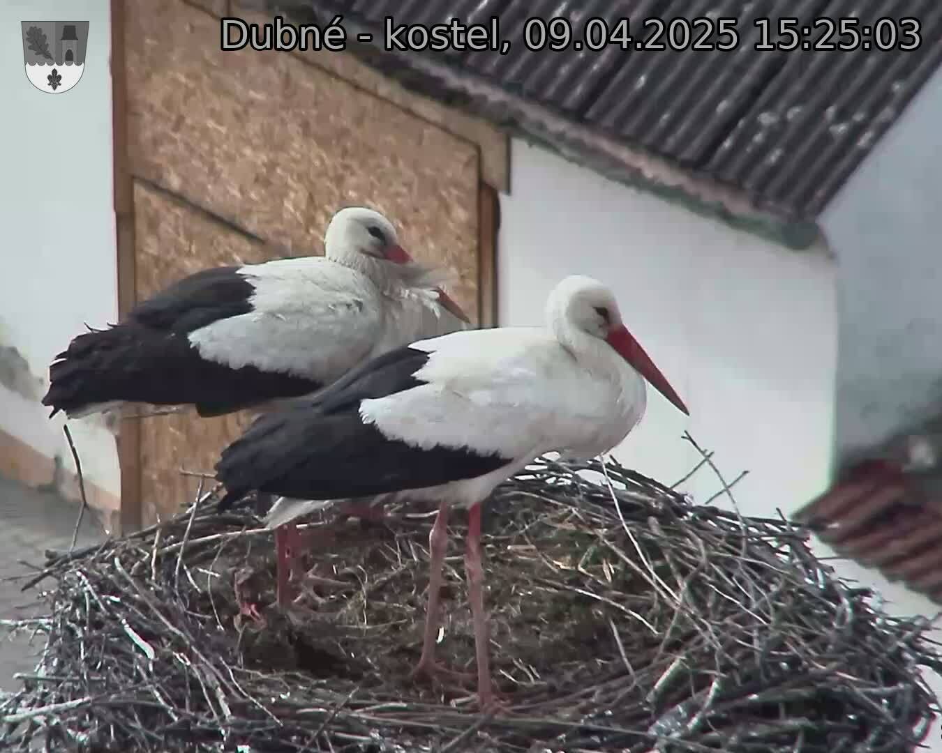 Capi_Dubne_20250409_152503.jpg (1350 x 1080)