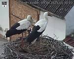 Capi_Dubne_20250409_153003.jpg