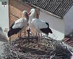 Capi_Dubne_20250409_153503.jpg