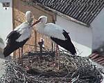 Capi_Dubne_20250409_154003.jpg