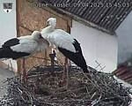 Capi_Dubne_20250409_154503.jpg