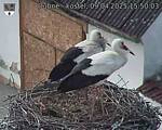 Capi_Dubne_20250409_155003.jpg