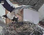 Capi_Dubne_20250409_161003.jpg