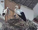 Capi_Dubne_20250409_161503.jpg
