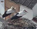 Capi_Dubne_20250409_162002.jpg