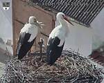 Capi_Dubne_20250409_162503.jpg