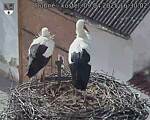 Capi_Dubne_20250409_163002.jpg