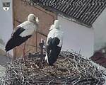 Capi_Dubne_20250409_164003.jpg