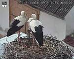 Capi_Dubne_20250409_165503.jpg