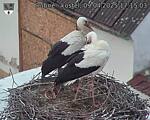 Capi_Dubne_20250409_171503.jpg