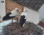 Capi_Dubne_20250409_172003.jpg