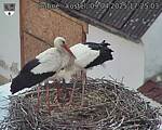 Capi_Dubne_20250409_172503.jpg