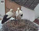 Capi_Dubne_20250409_173003.jpg