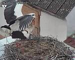 Capi_Dubne_20250409_174002.jpg