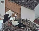 Capi_Dubne_20250409_174503.jpg