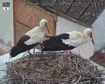 Capi_Dubne_20250409_175503.jpg