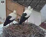 Capi_Dubne_20250409_180004.jpg
