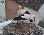 Capi_Dubne_20250409_182503.jpg